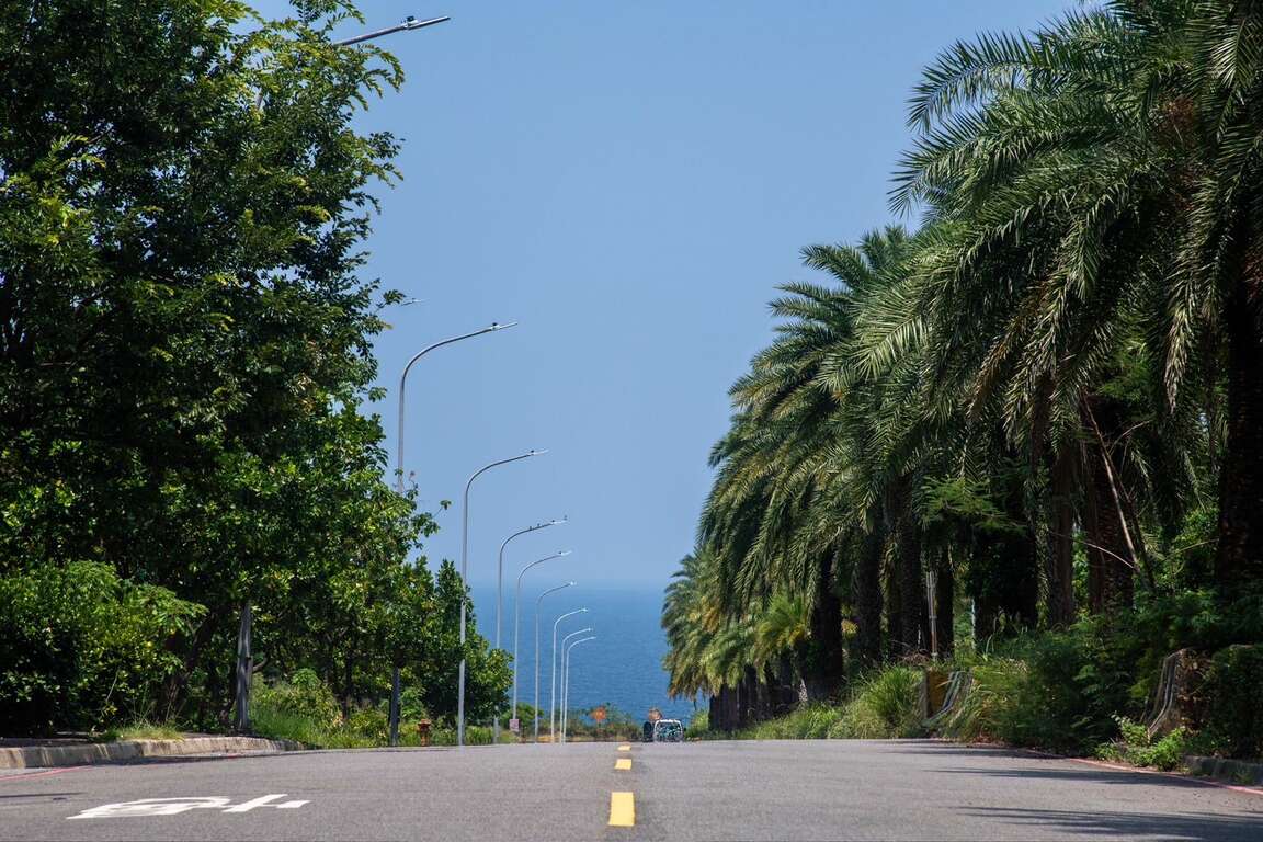 藍海大道上的棕櫚樹充海異國情調