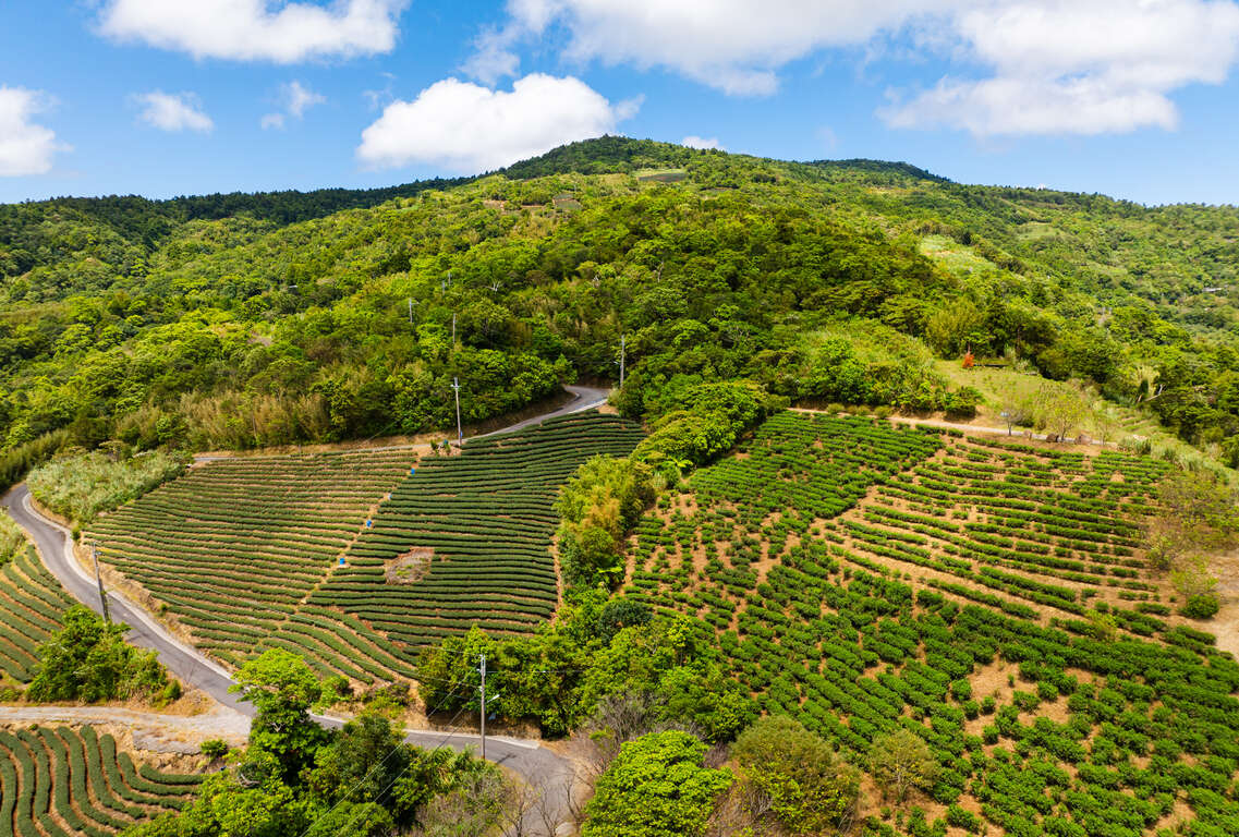 坪林南山寺周邊茶園山景