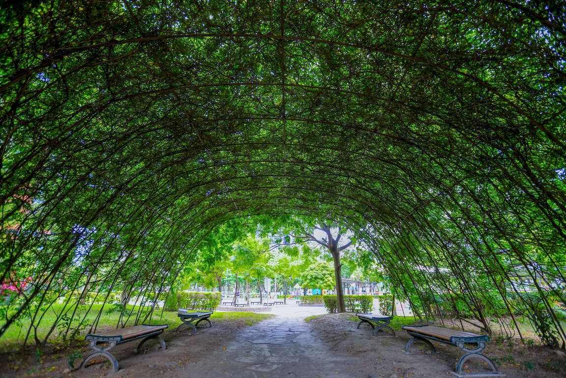 陽光灑落綠蔭隧道