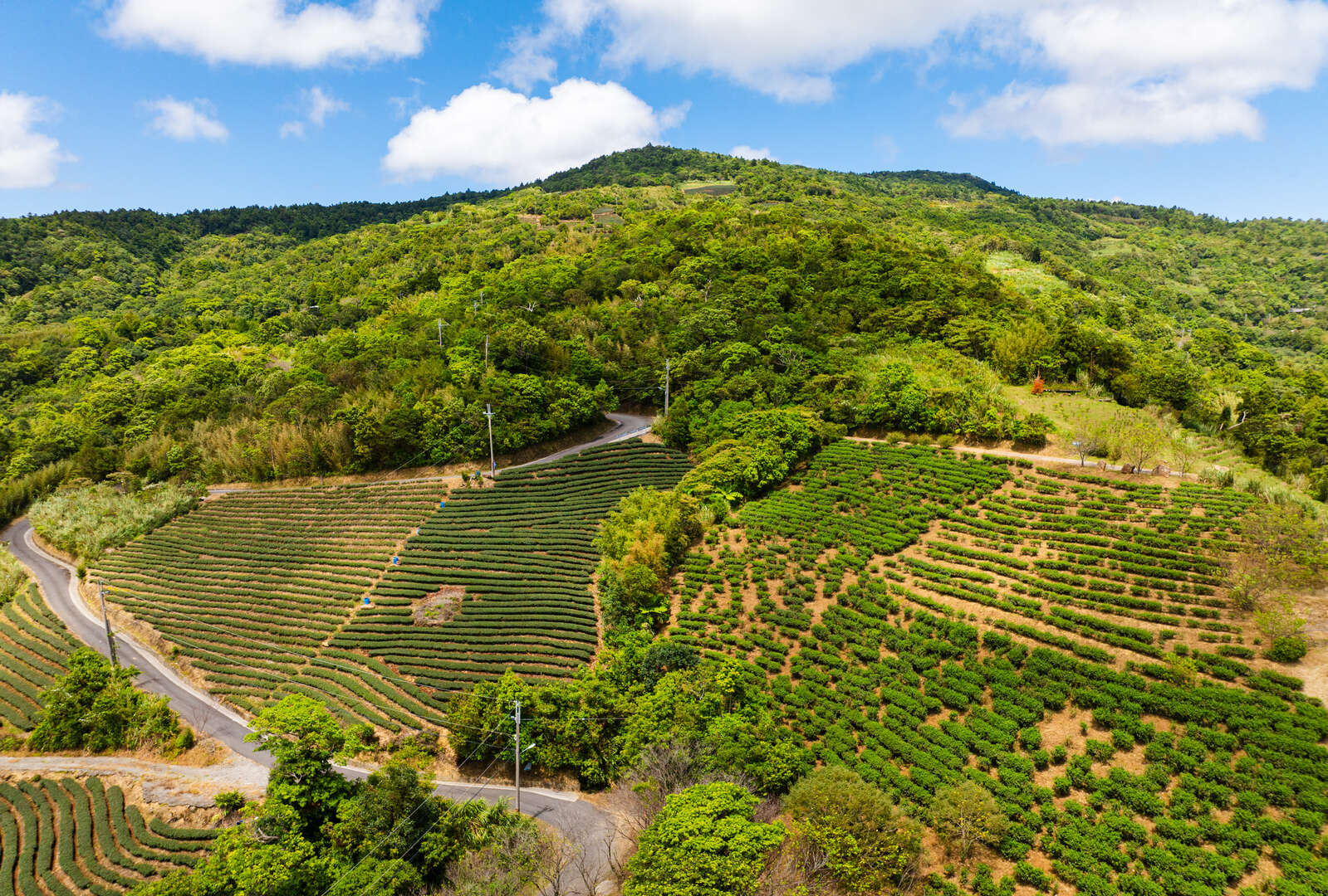 坪林南山寺周邊茶園山景