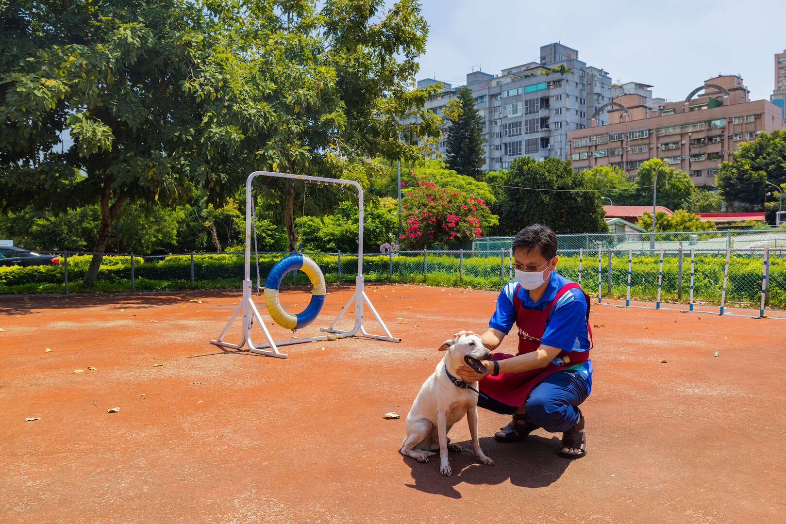 The dogs in the small dog exercise area are playing.