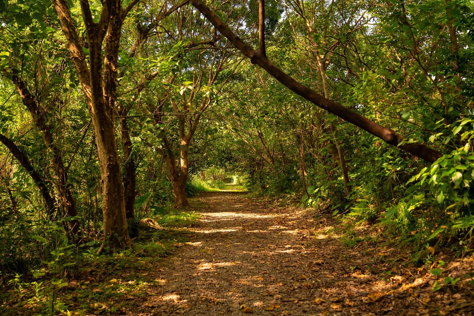 陽光穿透綠葉間灑落地上點點光斑